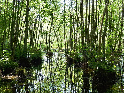 The ‚Erlenbruch‘ in Zerwelin in the Uckermark © Albert Wotke